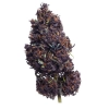 Susz konopny CBD Purple Haze